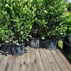 Clusias About 5-6 Feet Tall For Just $65 Instant Privacy Plants Green Fencing Privacy Hedges 