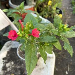 Planta Con Flor