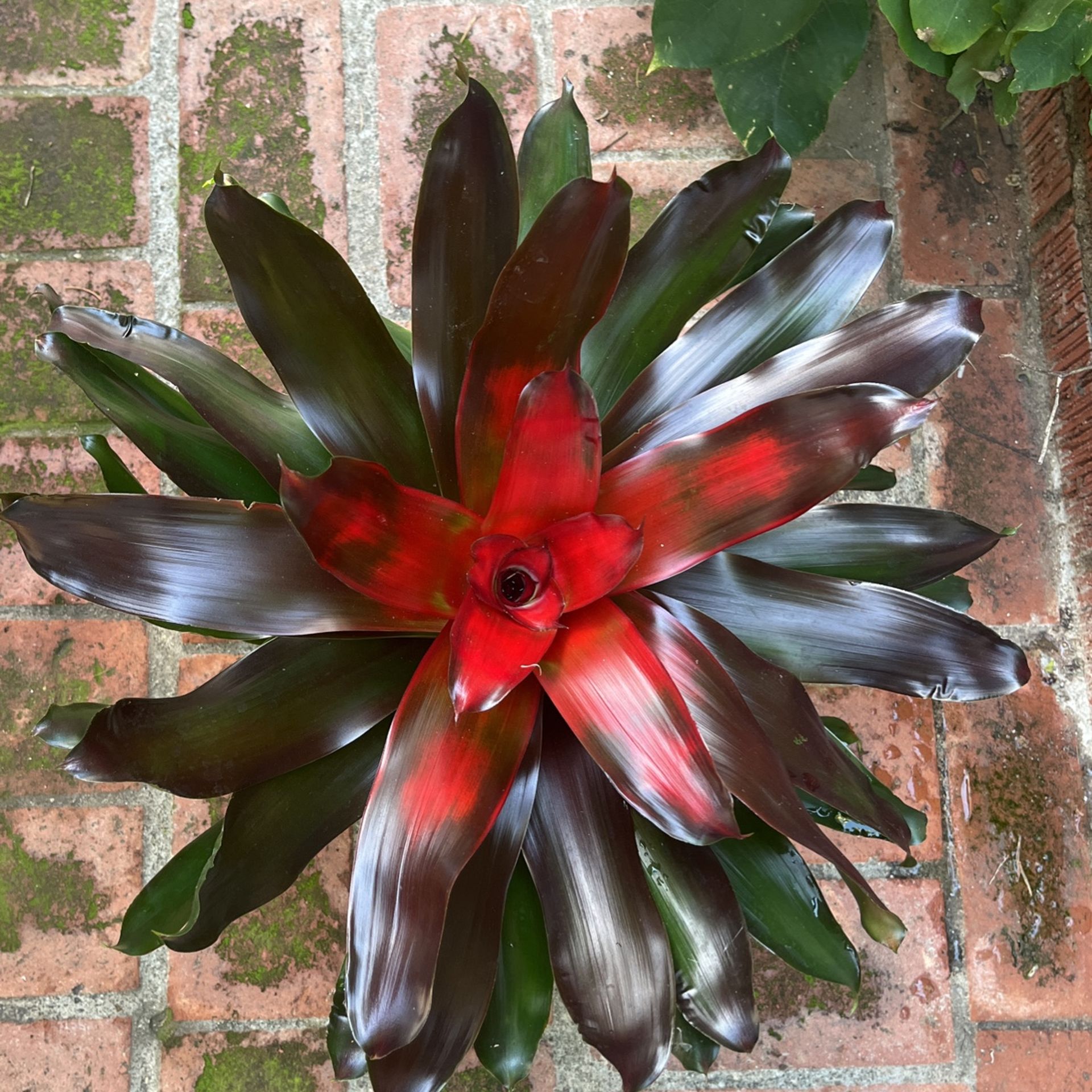 Neoregelia Bromeliad Plant