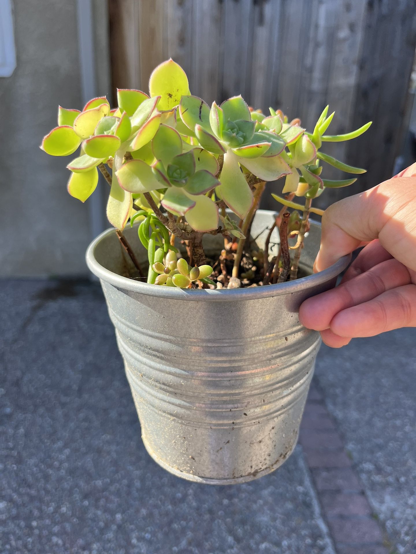 Succulents Plants In Metal Pot 
