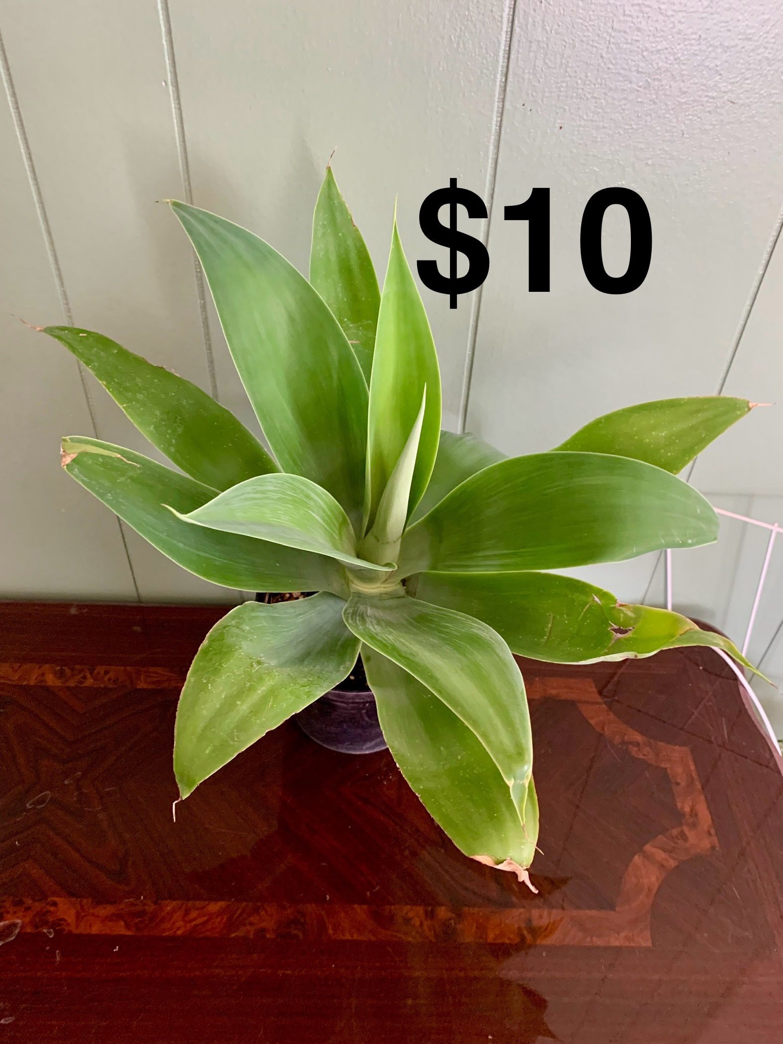 Agave Attenuata