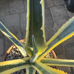 🌵 Variegated Century Plant! Cactus • Cacti 🌵 