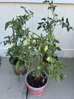 ROMA tomato plants in 3 gl. $6 each