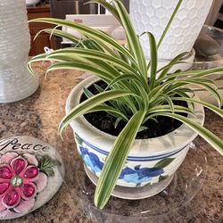 Spider Plants In A 5” Ceramic Plantner 