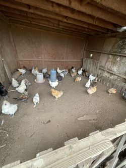 Comederos Para Gallinas