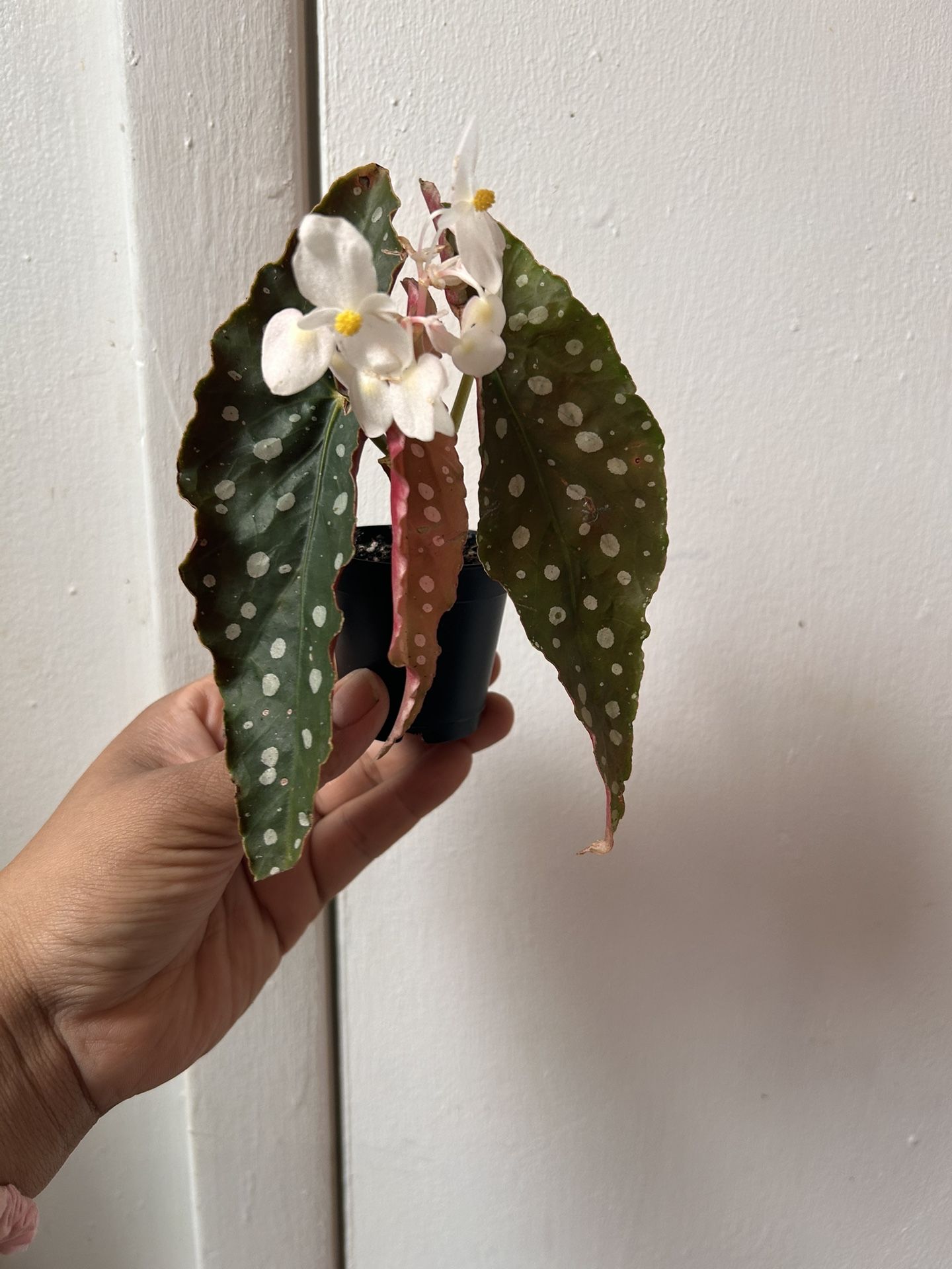 Begonia “I Dont Reply To Hi Is This Still Available! Read Description ⤵️