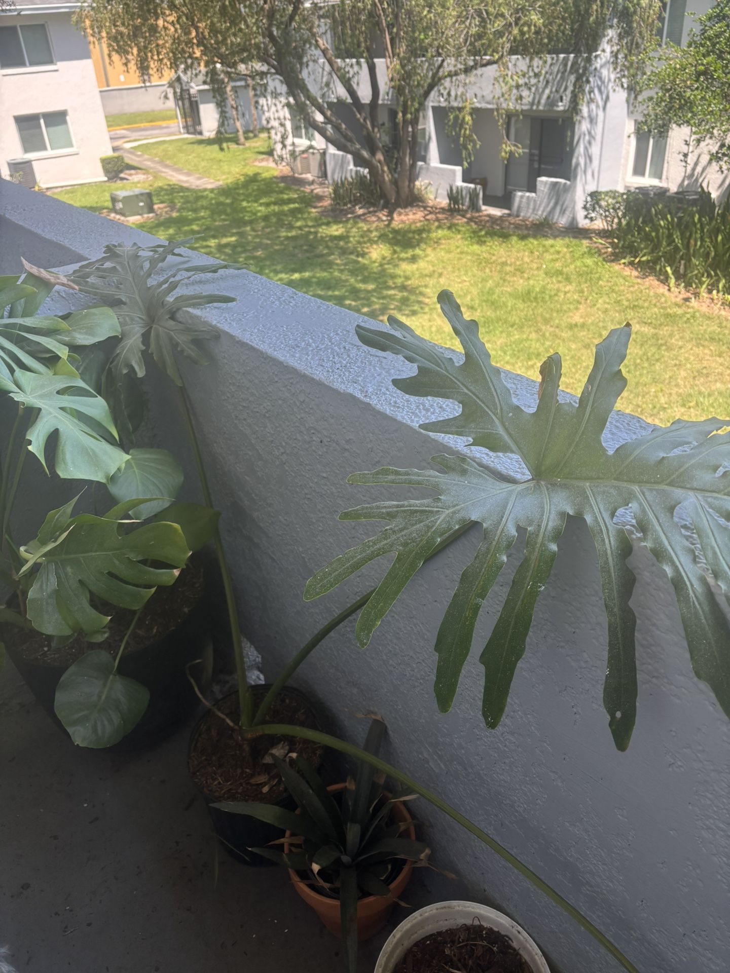 Plants For Sale