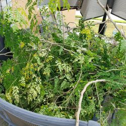 MORINGA LEAVES AND PODS