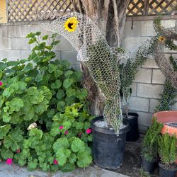 Garden Plants 