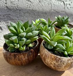 Coconut shell succulent planter -Haworthia Succulent Plants-$5 each