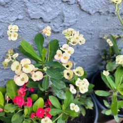 Coronas De Cristo 10 Each