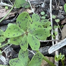 Live Four Leaf Clover