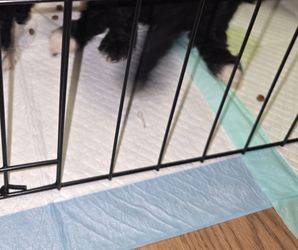 DOG cage doodles