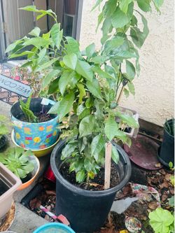 Potted lemon  Tree