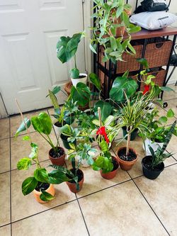 Plants for sale 10 each