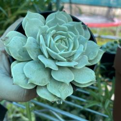 11oz Echeveria ‘Lola’