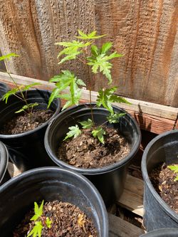 Japanese Maples
