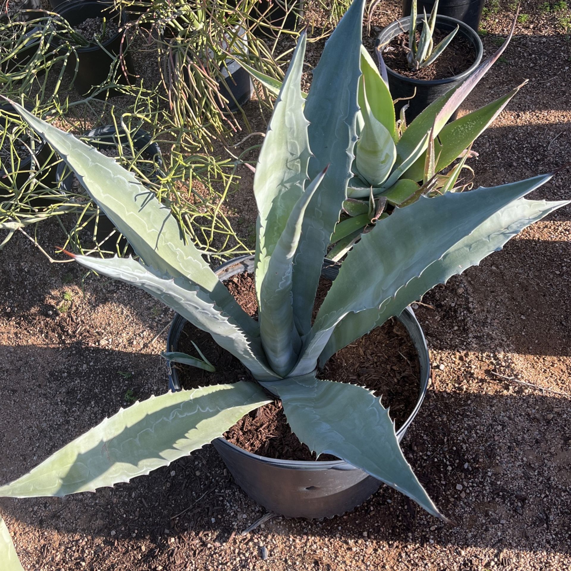 Blue Agave Cactus