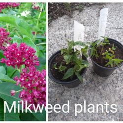 Milkweed Plants 8$ Each