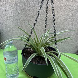 Hanging spider plant