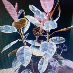 Indoor Plants Available 