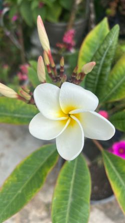 Frangipani Plumeria Hawaiian plant /tree