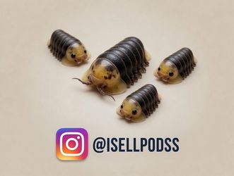 Isopods clean up crews available