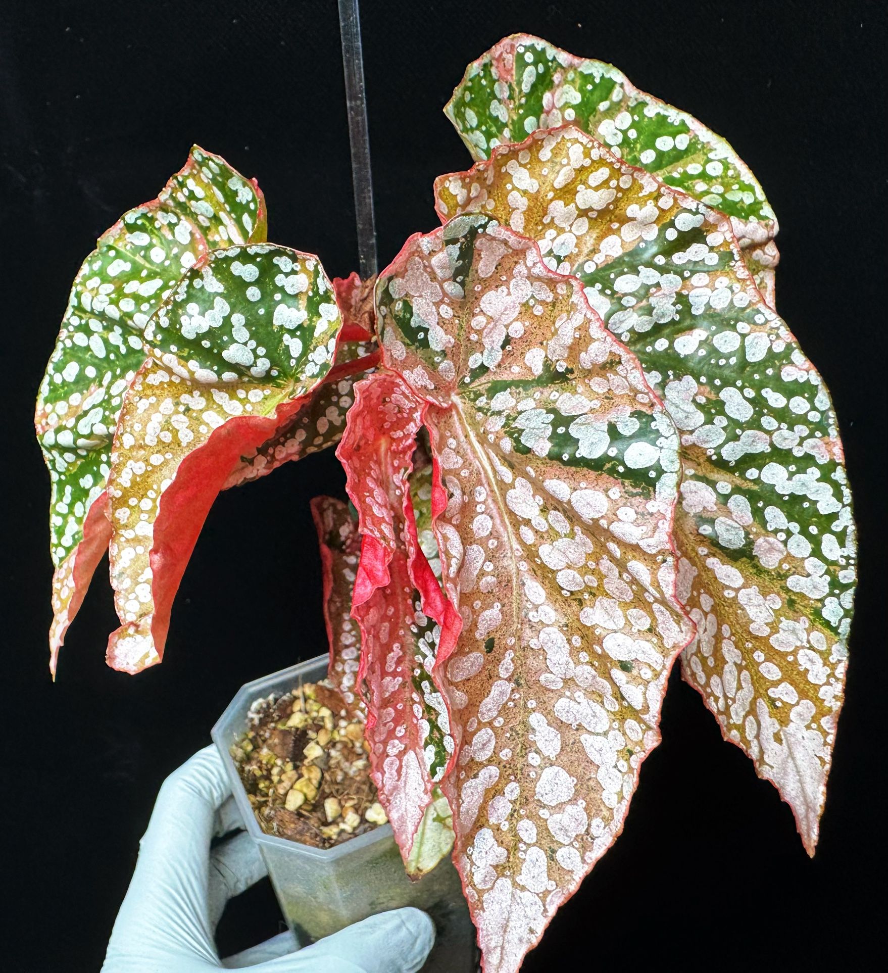Begonia Snow-capped Pink Var