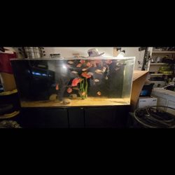 250 Gallons Aquarium Arclyc 