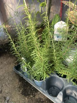 Rosemary plant