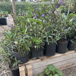 Plant For Sale