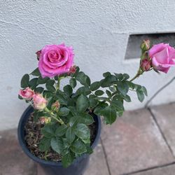 Belindas Dream Rose Bush Plant, In 5 Gallons Pot Pick Up Only