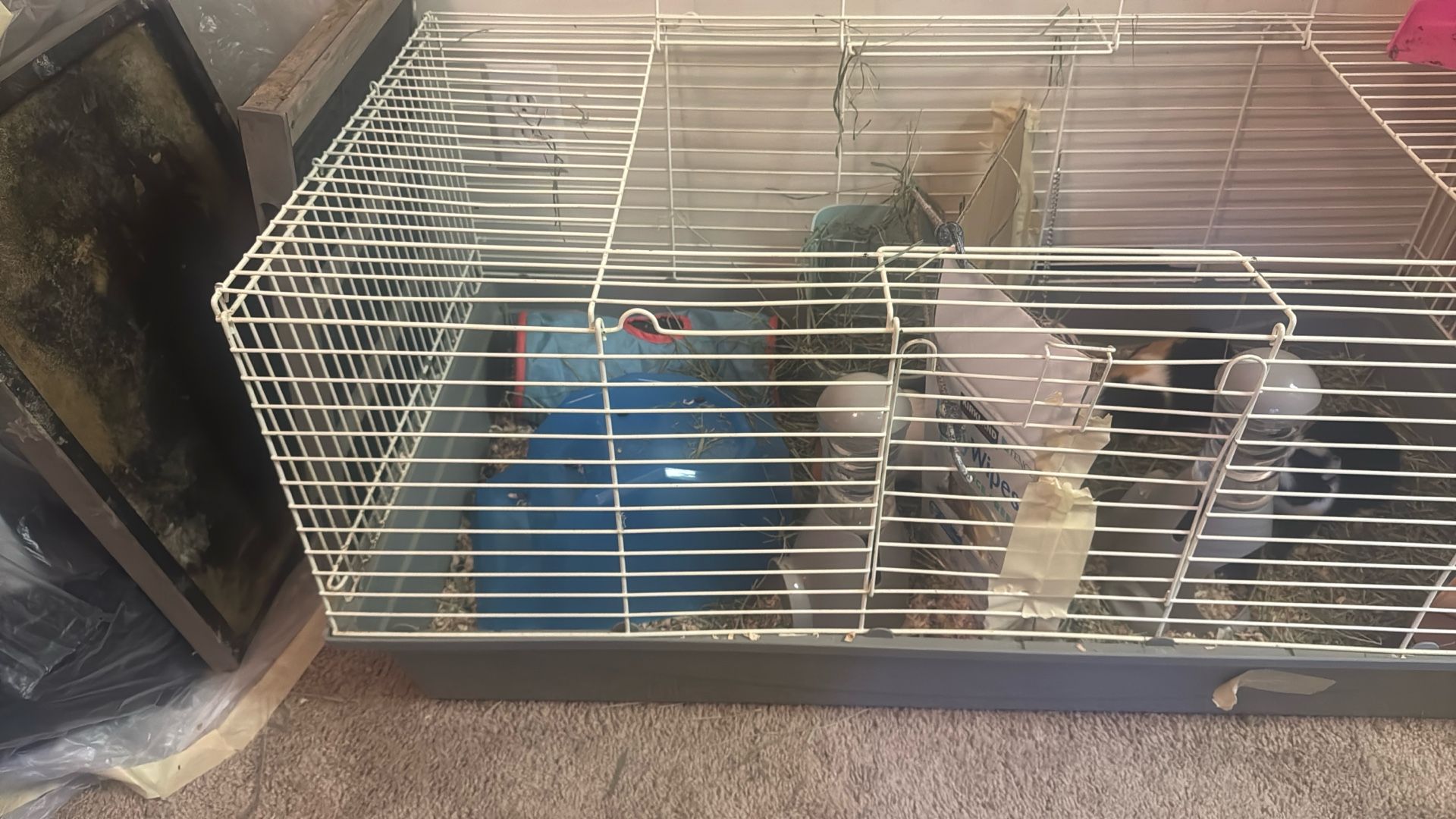 Cage And Everything For Free