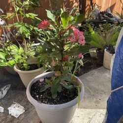 Crown Of Thorns Plant 
