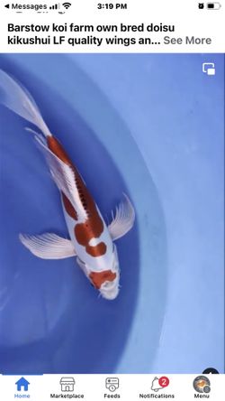 Koi