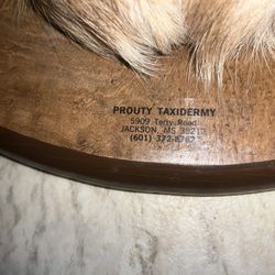 8pt Trophy Mounted Buck