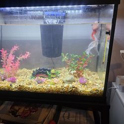 Fish Tank With Goldfish