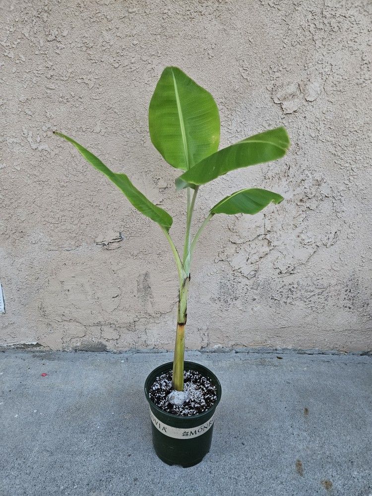 Banana Tree