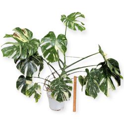 Monstera Thai Constellation 