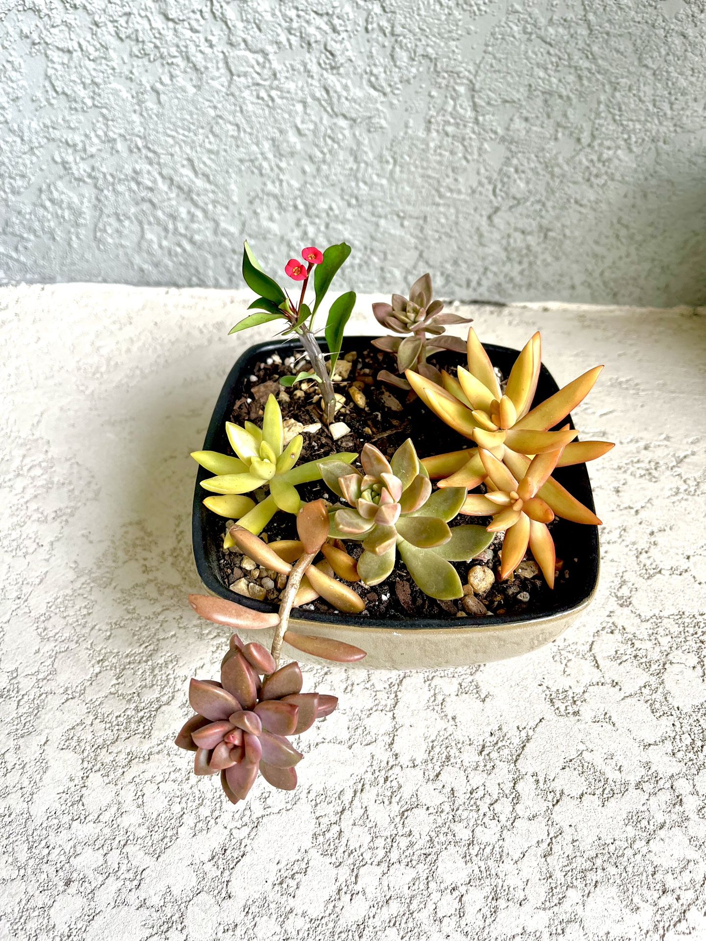 Succulents   Plant