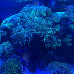 Branching Torch Coral 