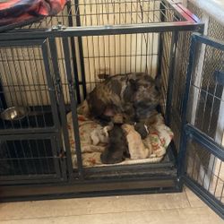 Dog Crate For French Bull Dogs !(((Puppies )))