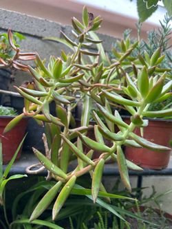 Suculenta