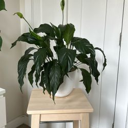 Peace lily 