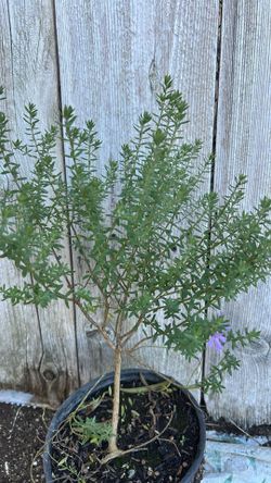 Wistregia / Romero Australiano 