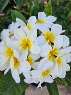 5 gallons Plumerias