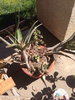 Planter (2 climbing aloe) Kolanchoe , elephant Jade . 25$