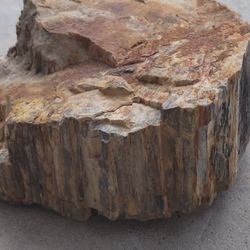 Petrified Wood 