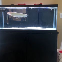 75G Aquarium With Stand And Filters