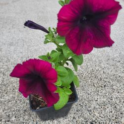 Burgundy Madness Bicolor Petunia Flower Seeds And Plants! Several Colors Available! 